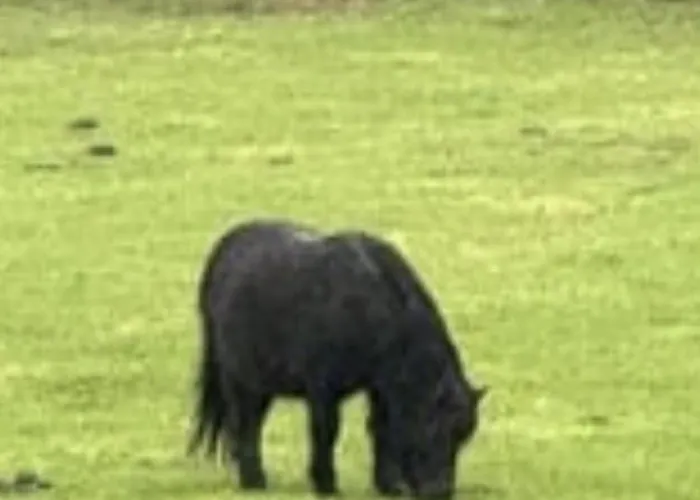 Burtree Country House With Secluded Hot Tubs Country house *